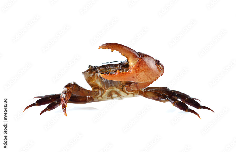 Male field crab on white background