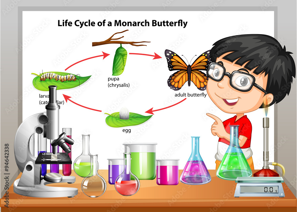 男孩呈现蝴蝶的生命周期