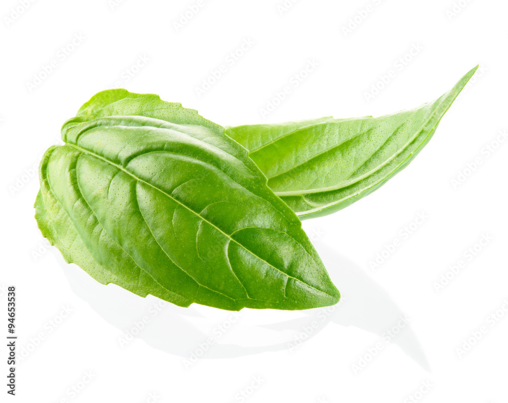 Fresh organic basil leaves isolated on white background