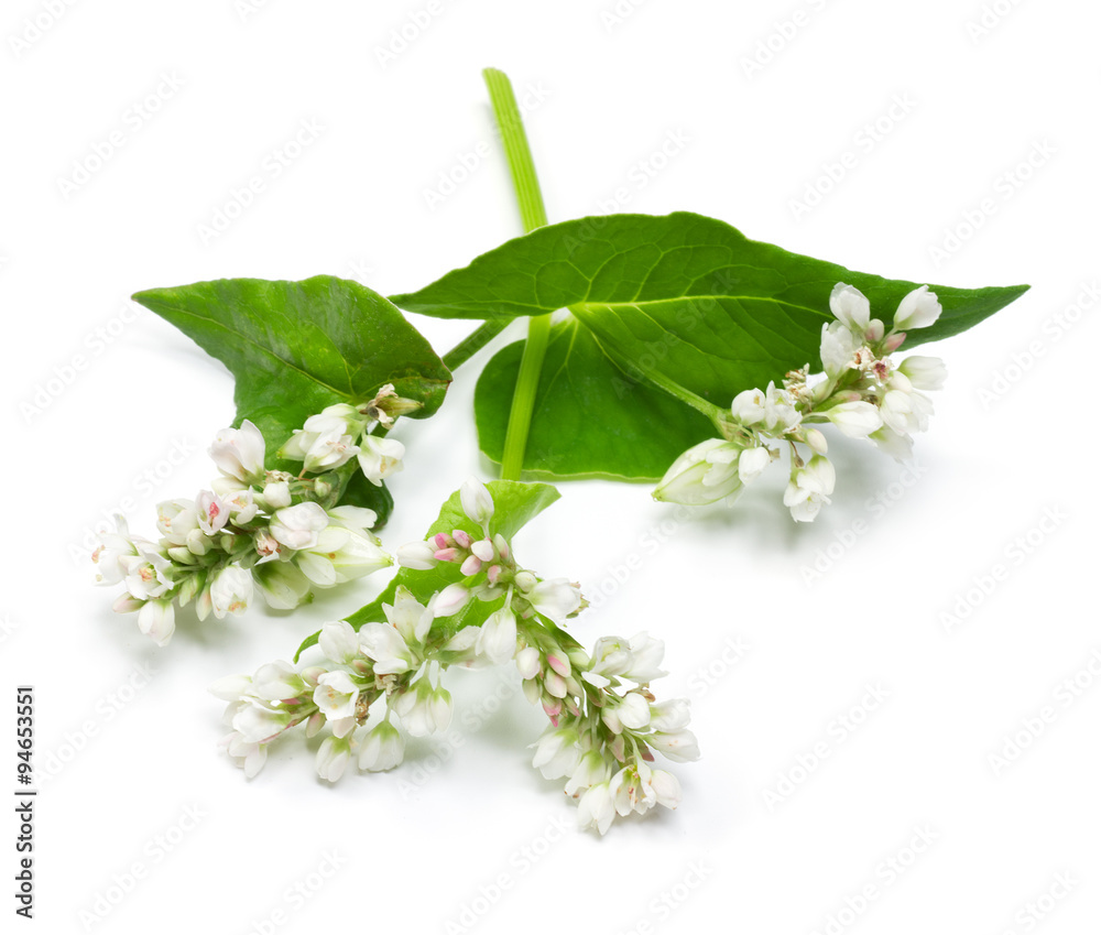 Buckwheat flowers isolated on white background