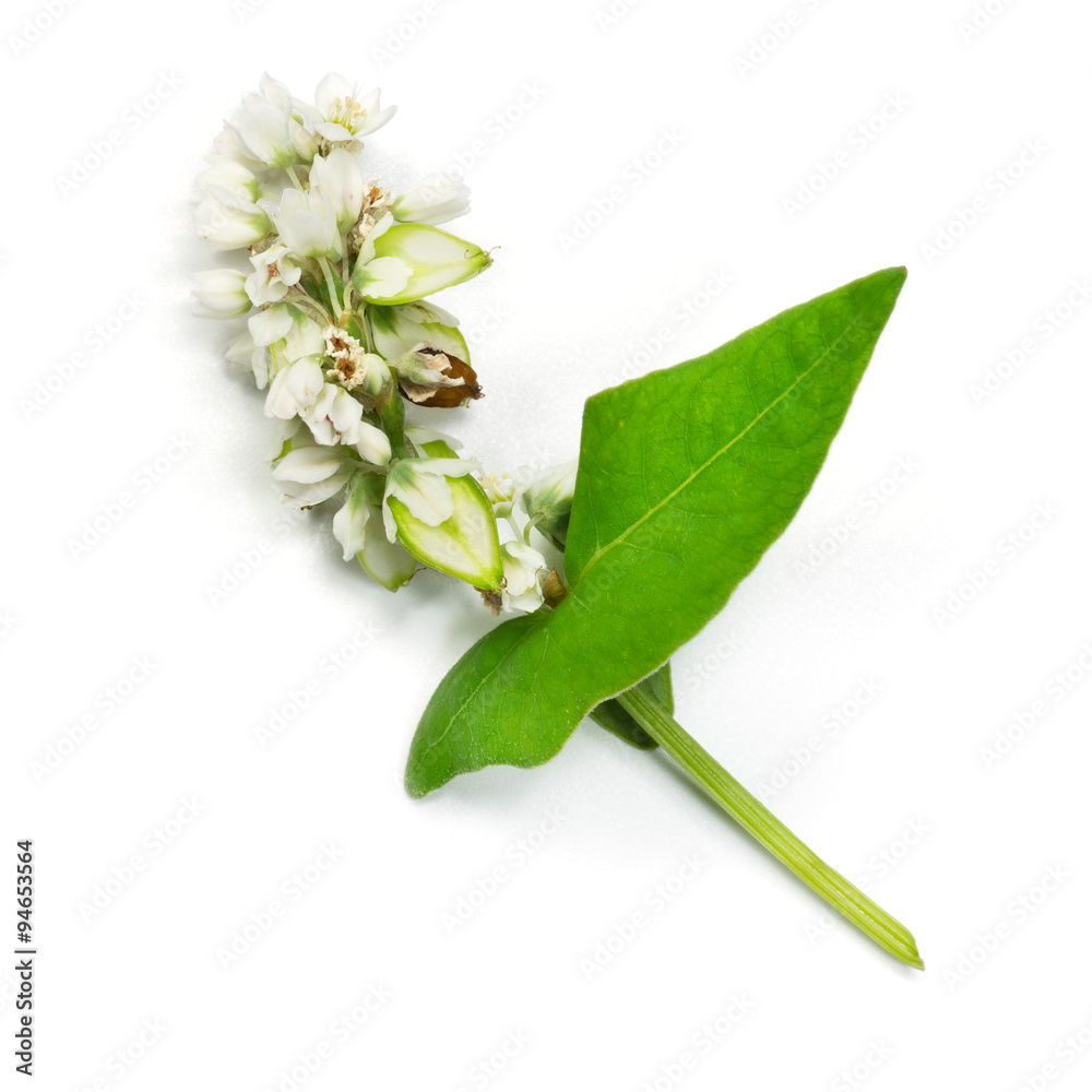 Buckwheat plant. flowers isolated on white background