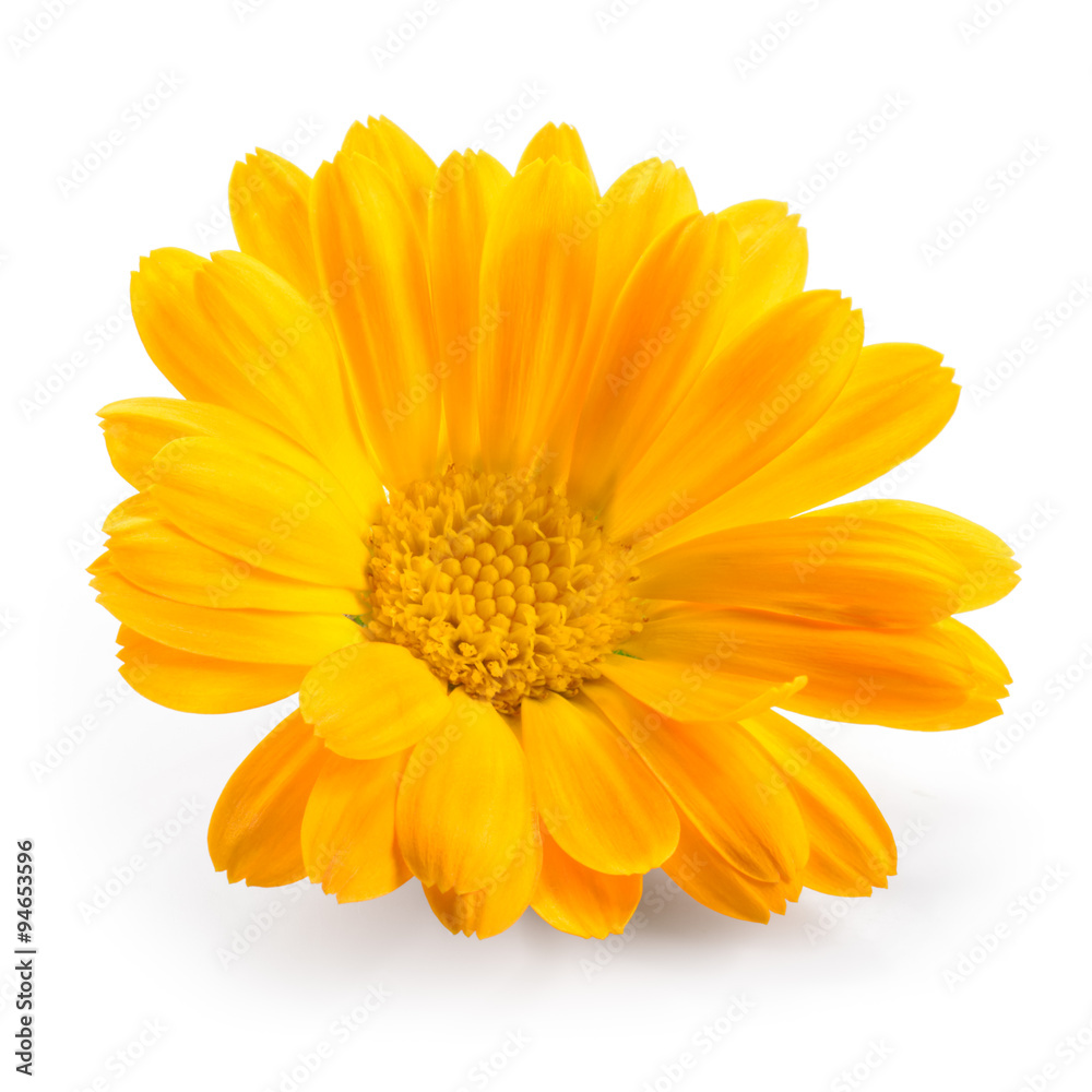 Calendula. Marigold flower isolated on white