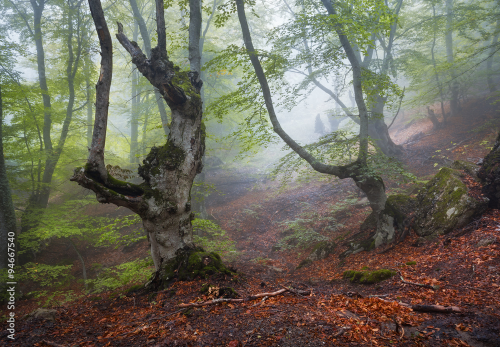 Trail through a mysterious dark old forest in fog. Autumn