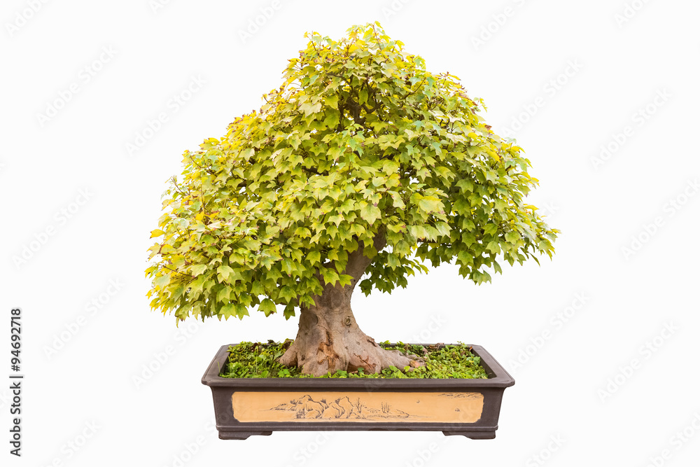 trident maple bonsai