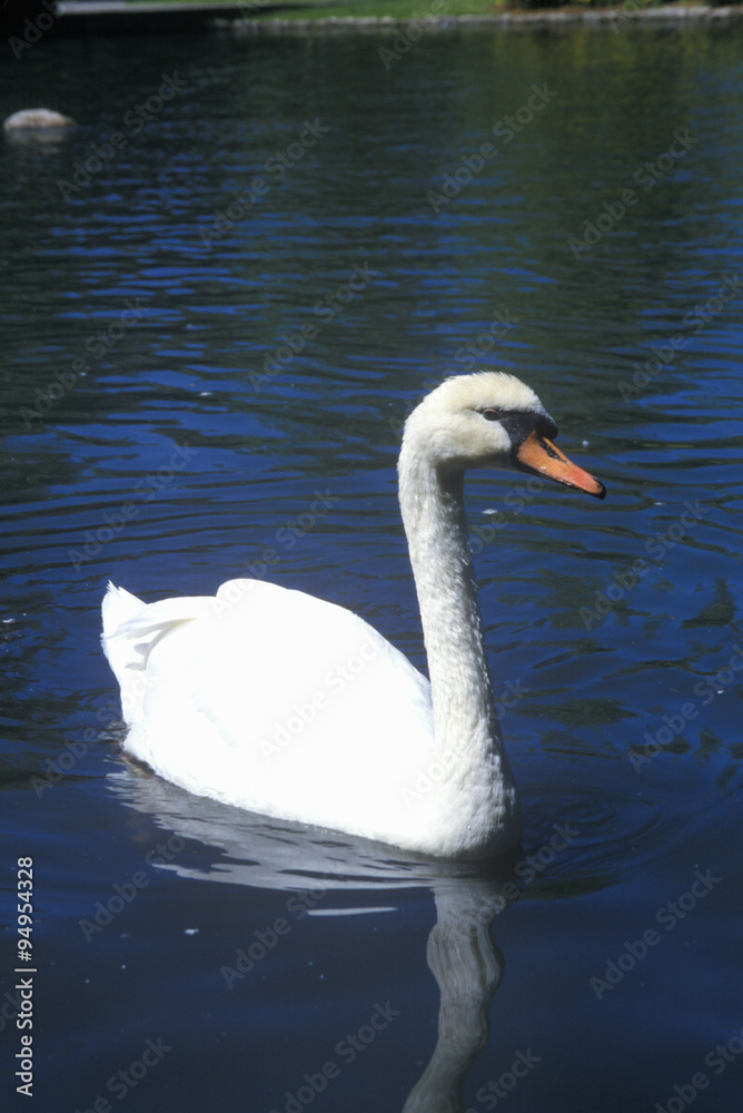 Swan in lake, Sun Valley, Id