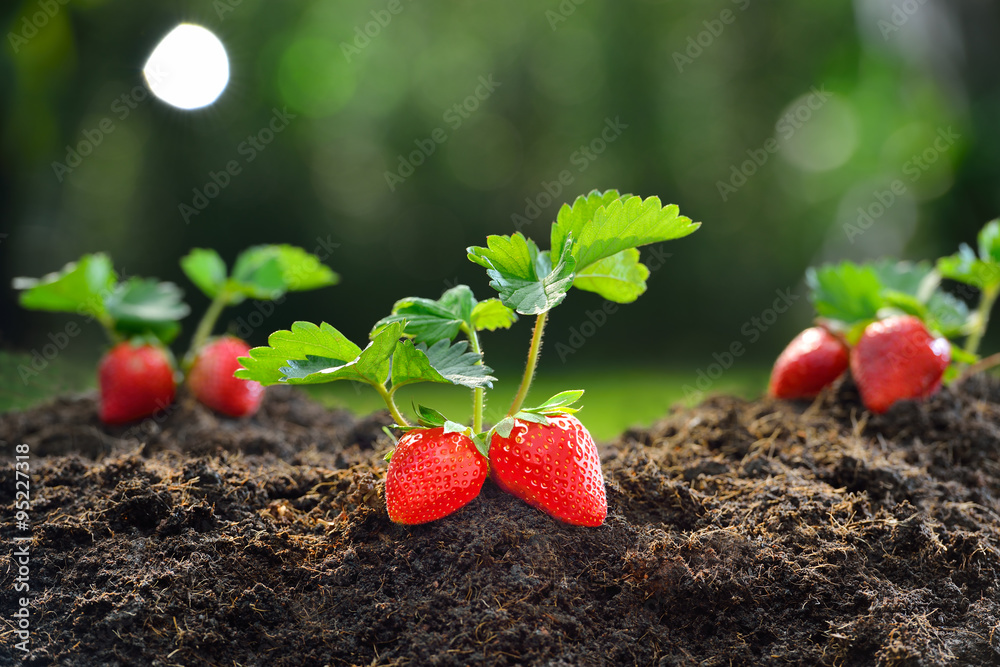 Close-up of the ripe strawberry in the garden