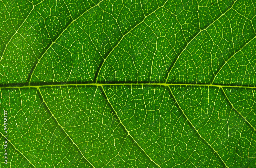  green leaf texture