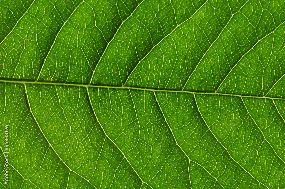  green leaf texture