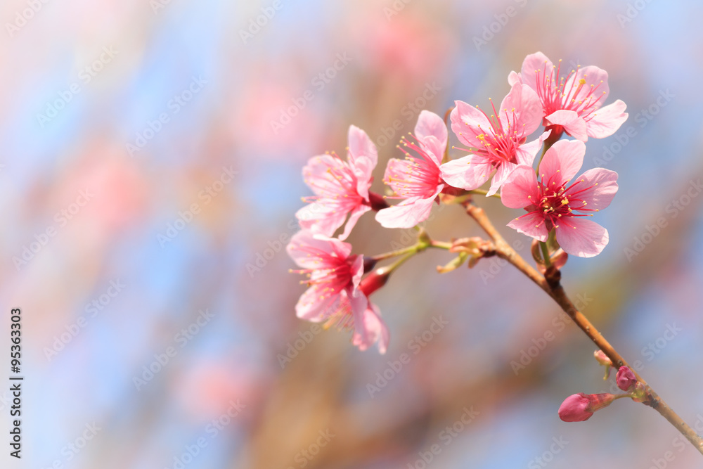 野生喜马拉雅樱桃（夏枯草）（泰国樱花）