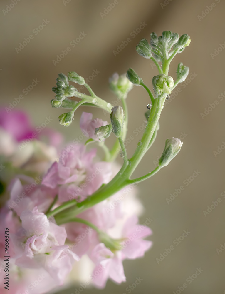 婚礼花束特写