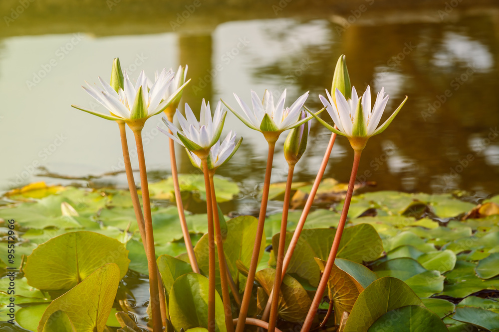 Beautiful waterlily flower in full bloom in the pond