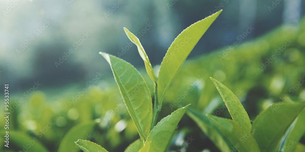 斯里兰卡的绿叶植物自然概念