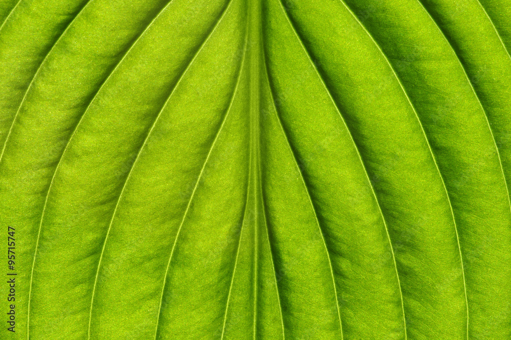  green leaf texture