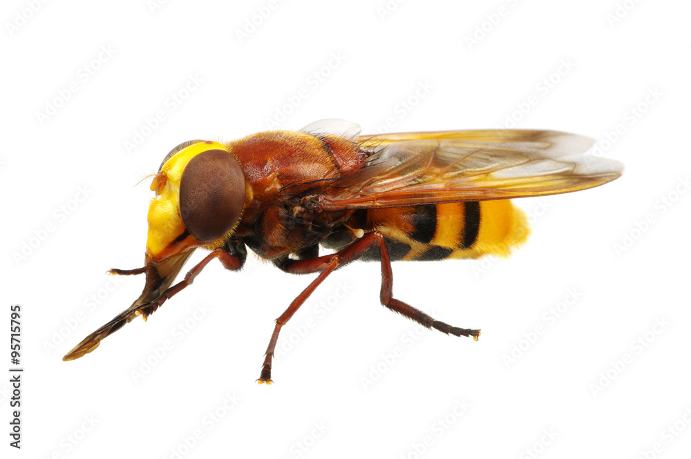 Horsefly