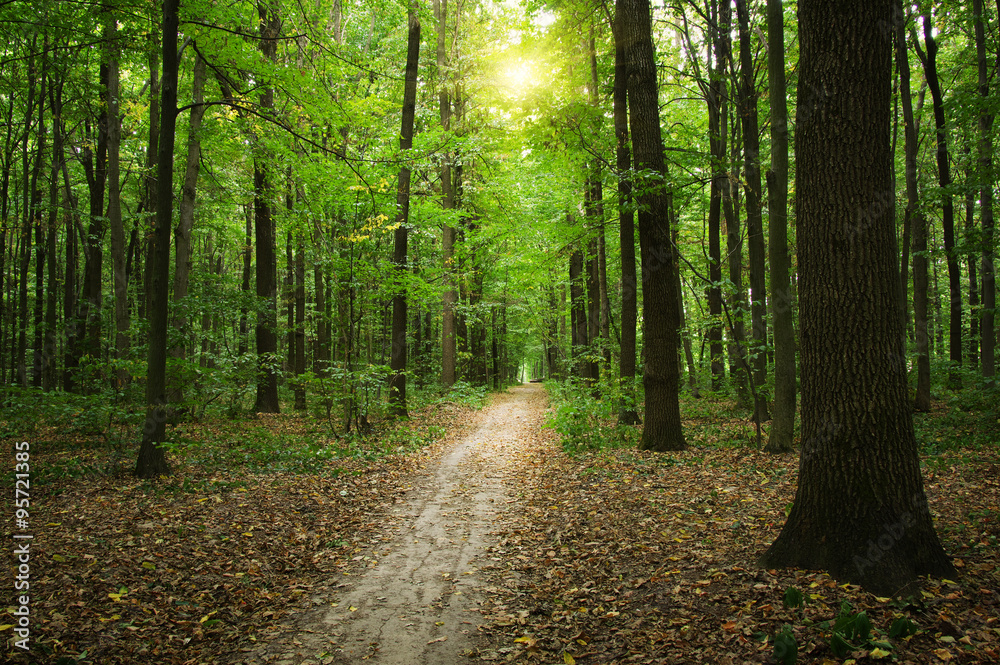 Forest with sunlight