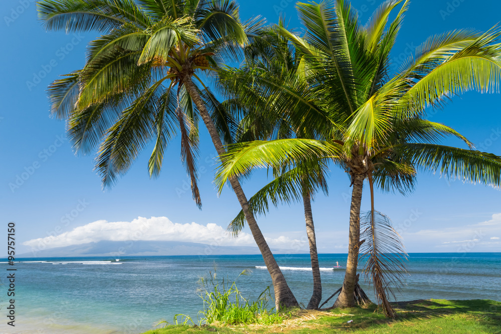 Tropical beach with palm trees