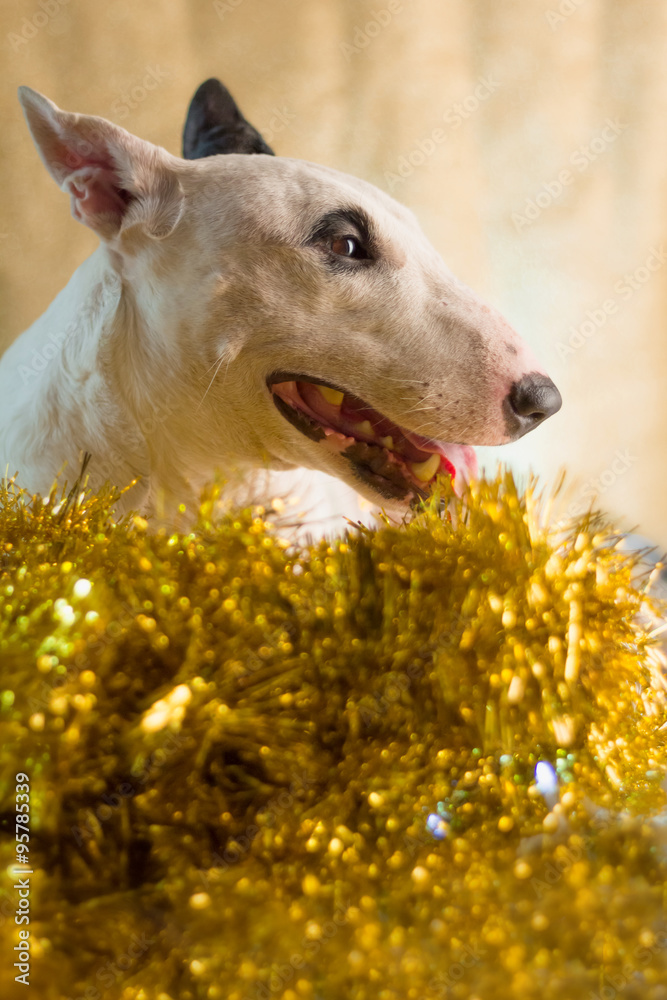 带xmas照明概念的斗牛犬