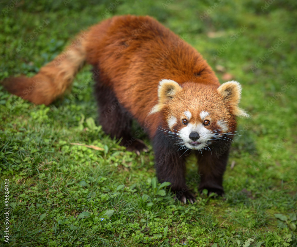 Curious red panda