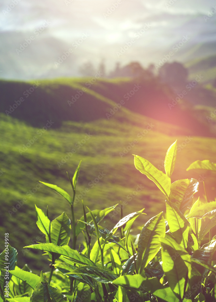 Fresh Tea Leaves at Plantation in Malaysia Concept