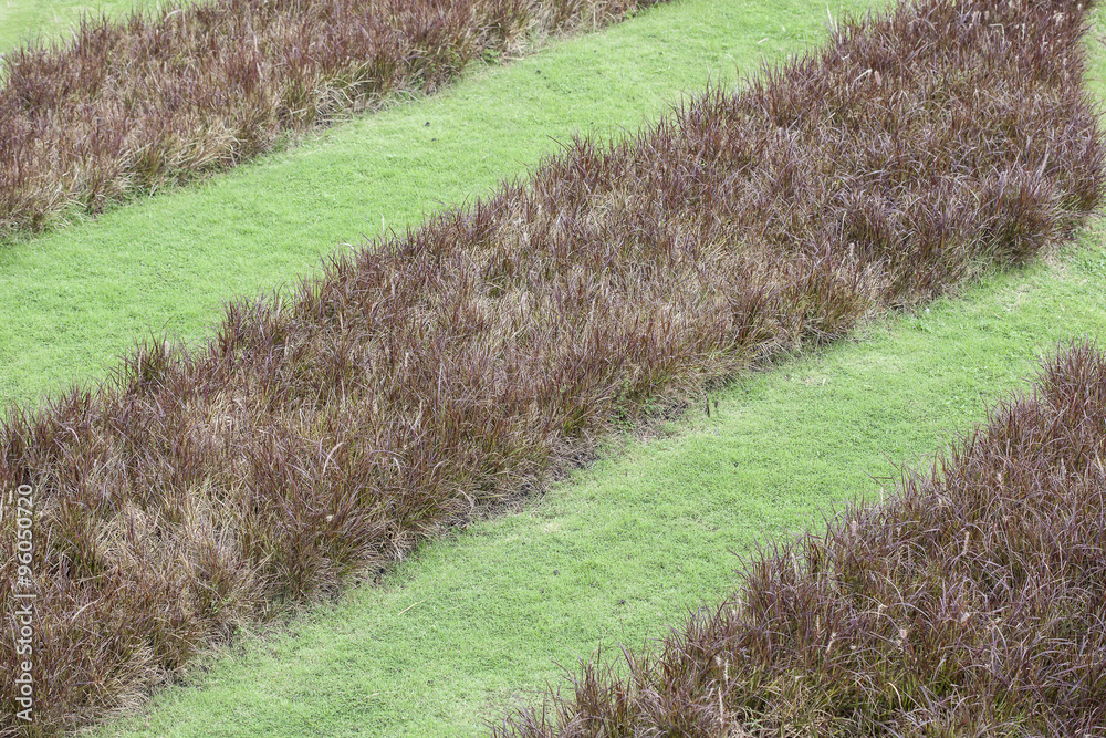 green and brown Grass   background .