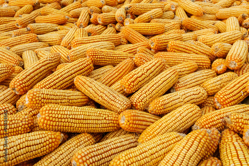 Many of the corn grain harvest in autumn