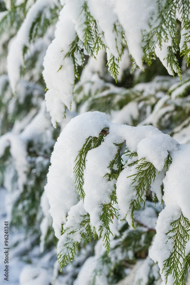 雪。