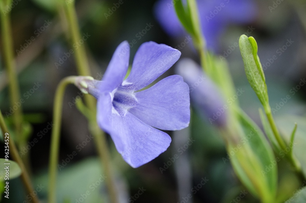 花。