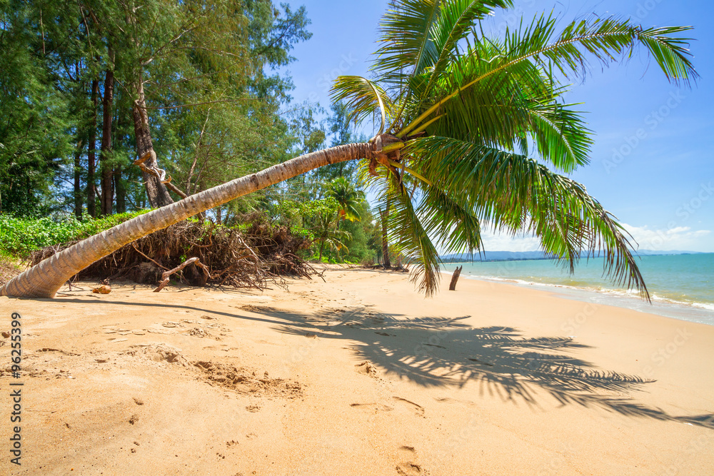 Tropical palm tree on the beach of Thailand