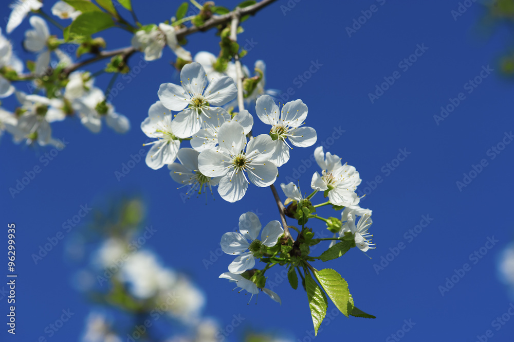 樱花春花