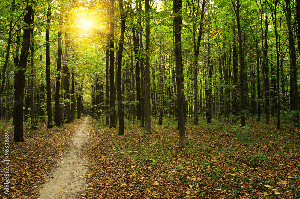 Forest with sunlight