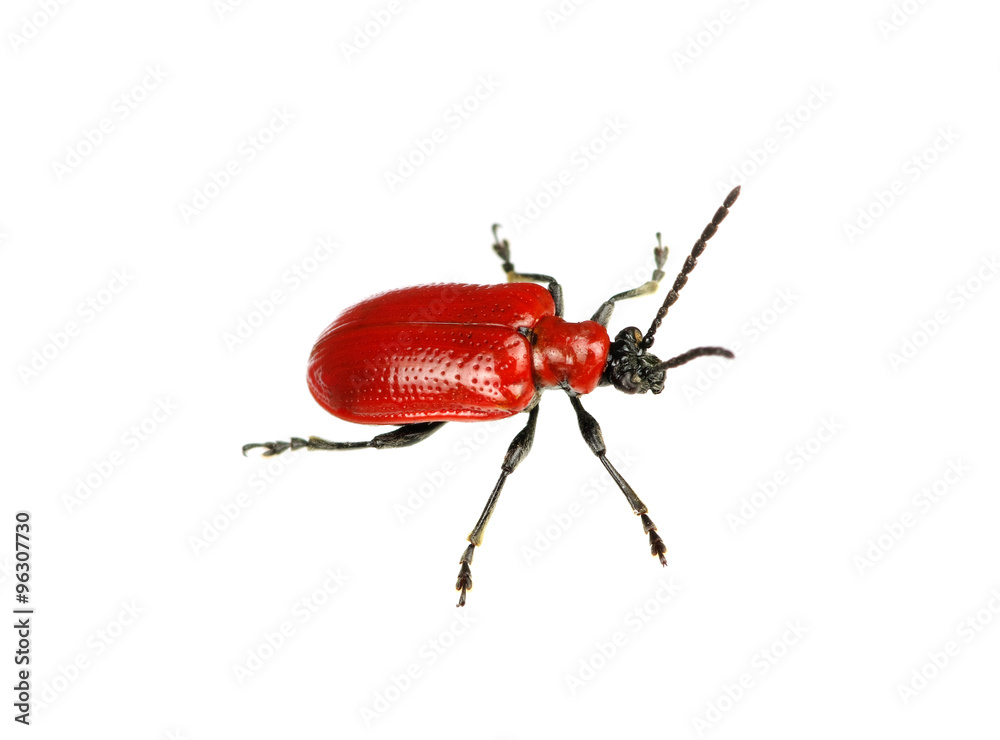 red beetle