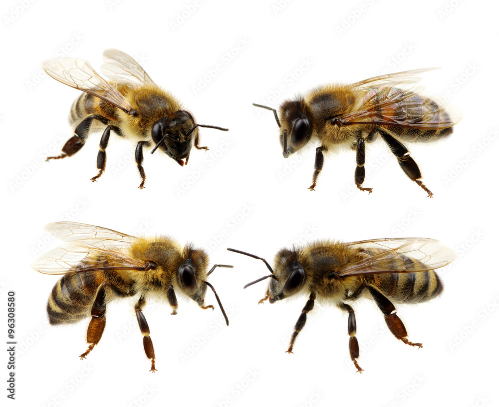 Set of bee