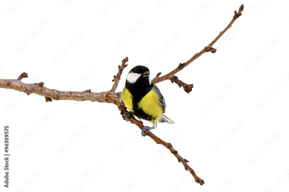 great tit