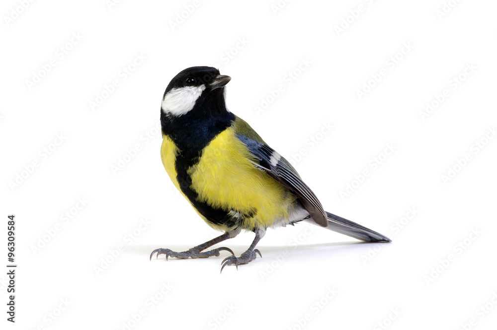 great tit