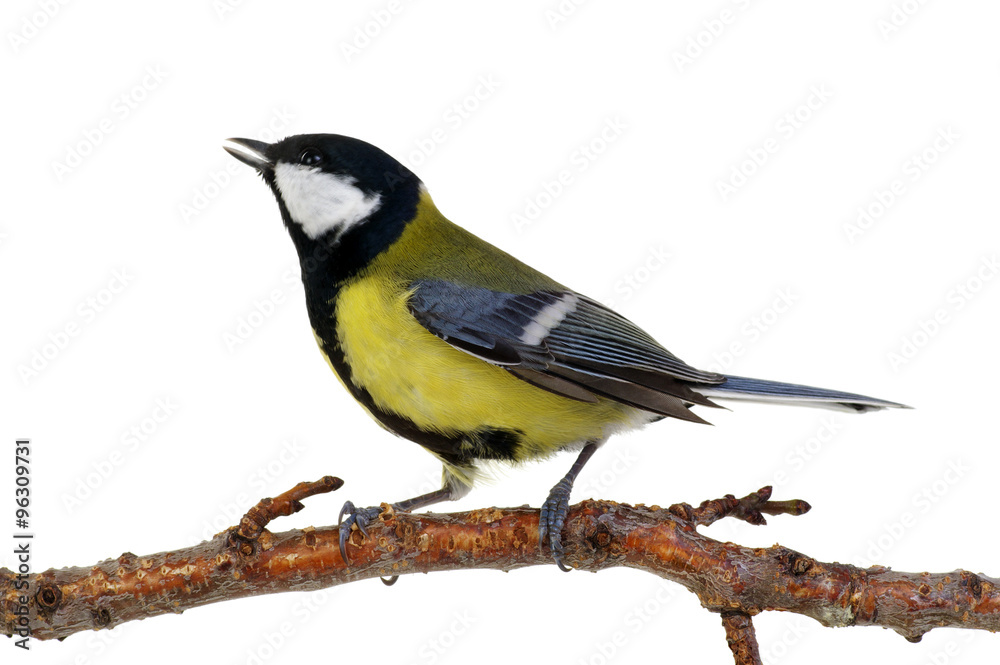 great tit