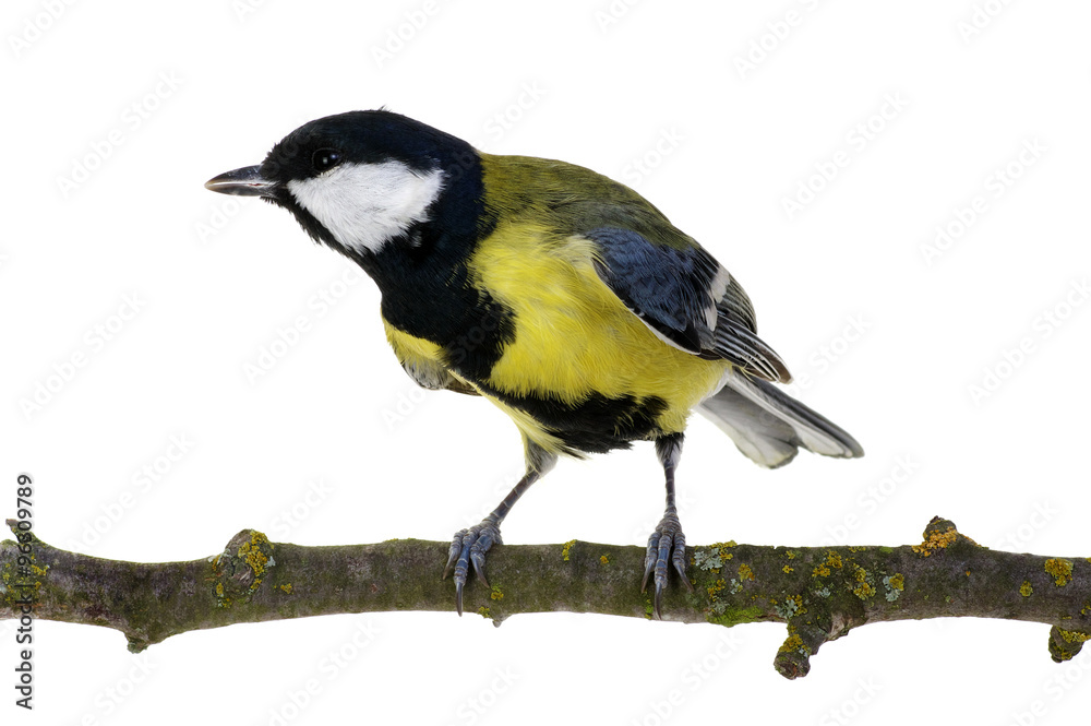 great tit