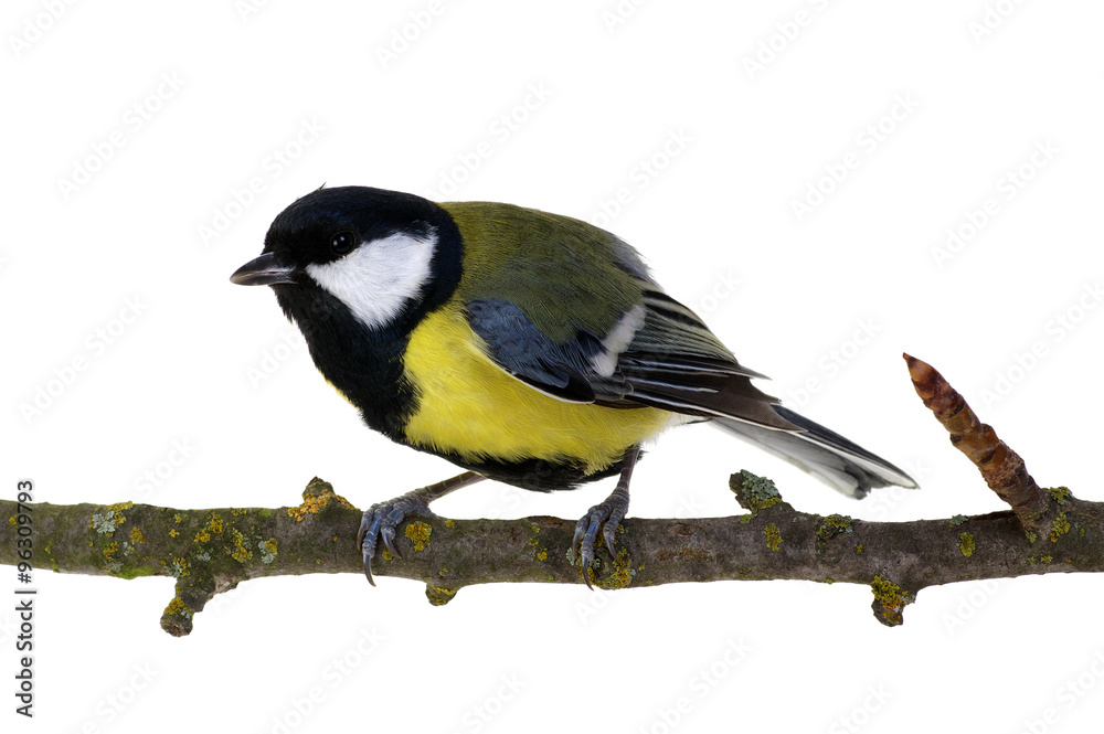 great tit