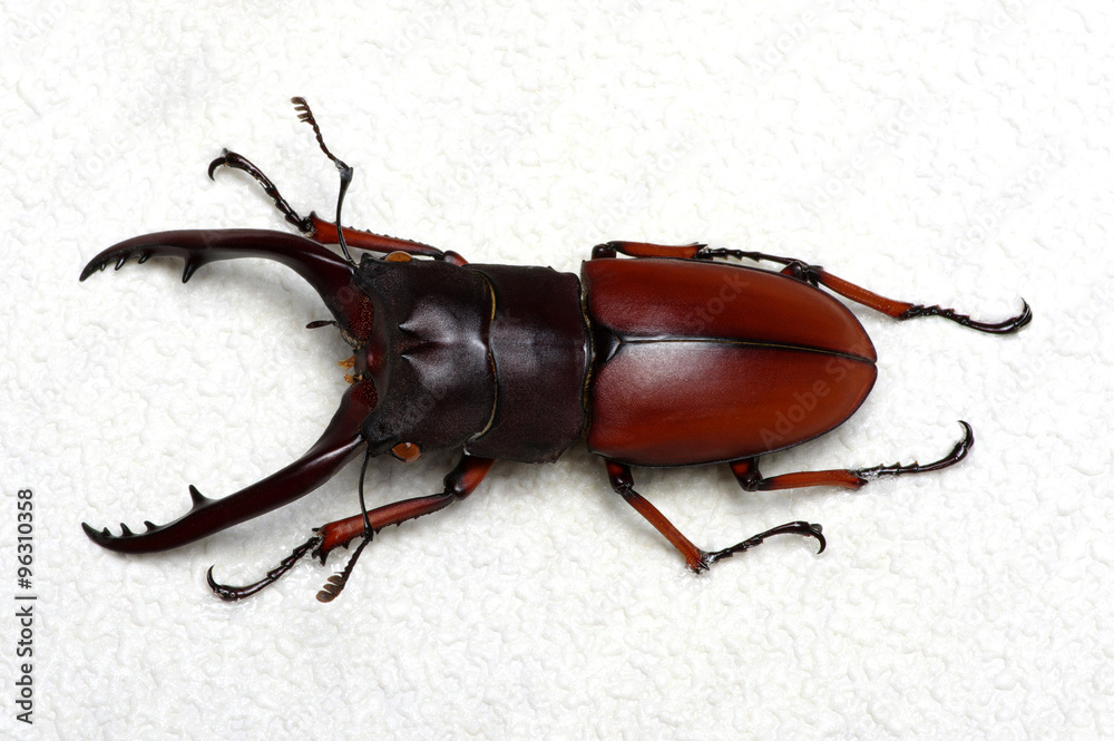 Stag beetle