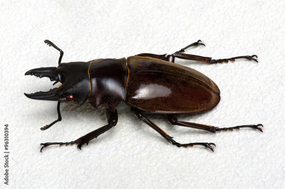 Stag beetle