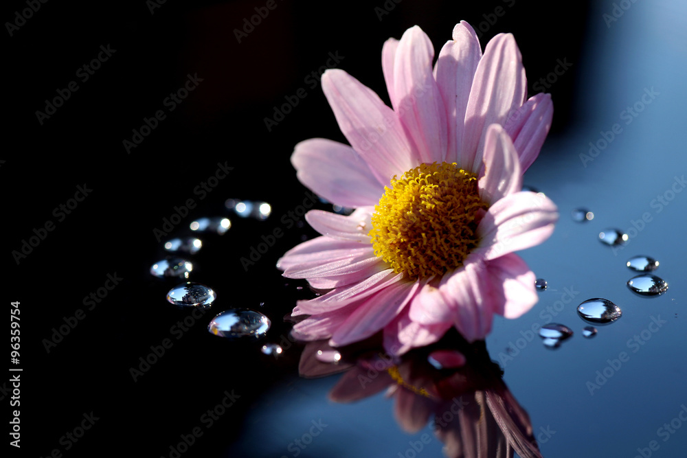 Japanese purple chrysanthemum and dew drops