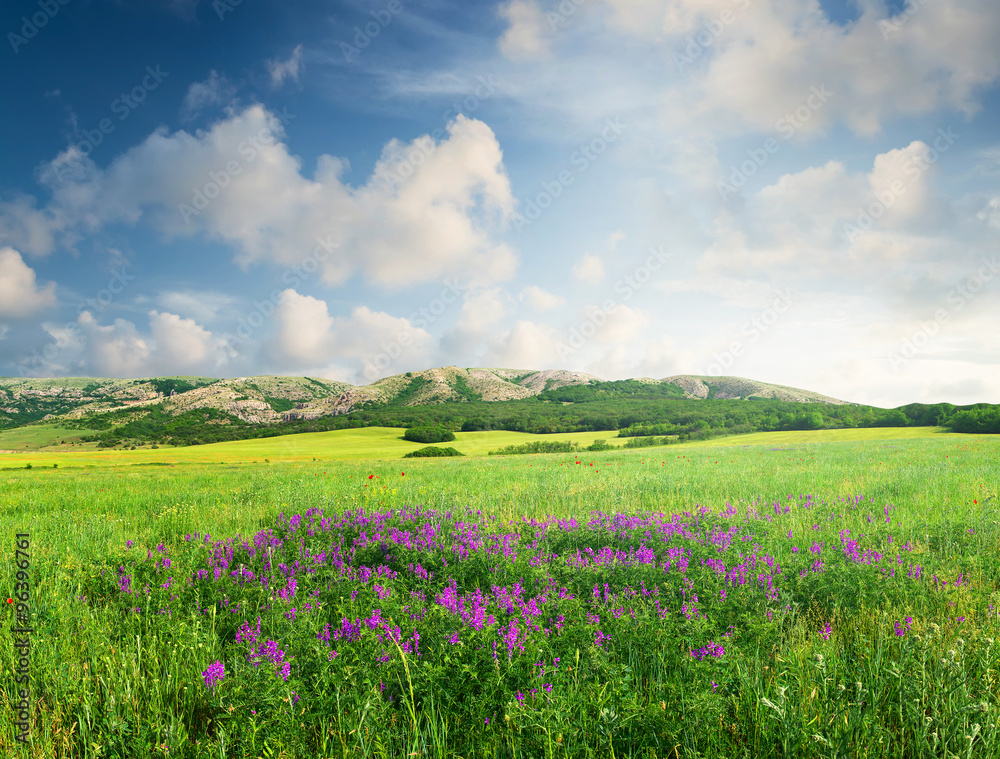 Field with flowers in mountain valley
