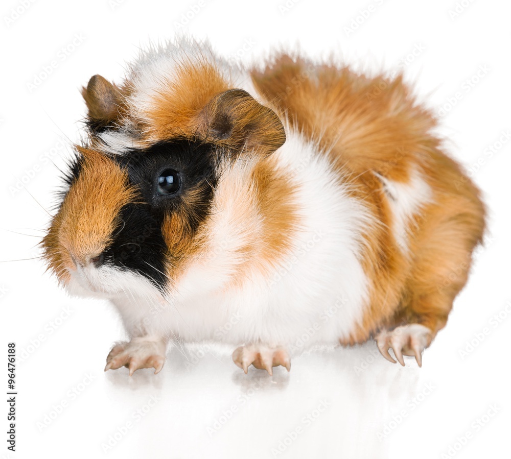 Guinea Pig.