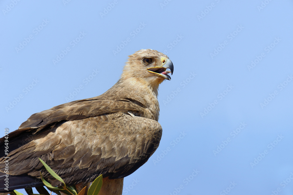 Tawny eagle (Aquila rapax)