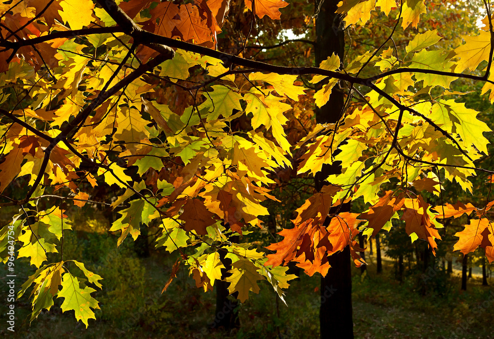 Autumn forest