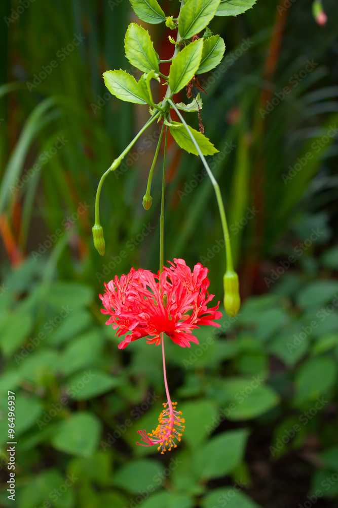 一朵红色的芙蓉花