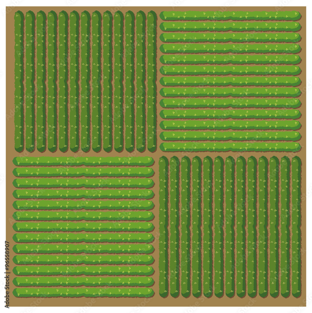 Simple pattern of crop