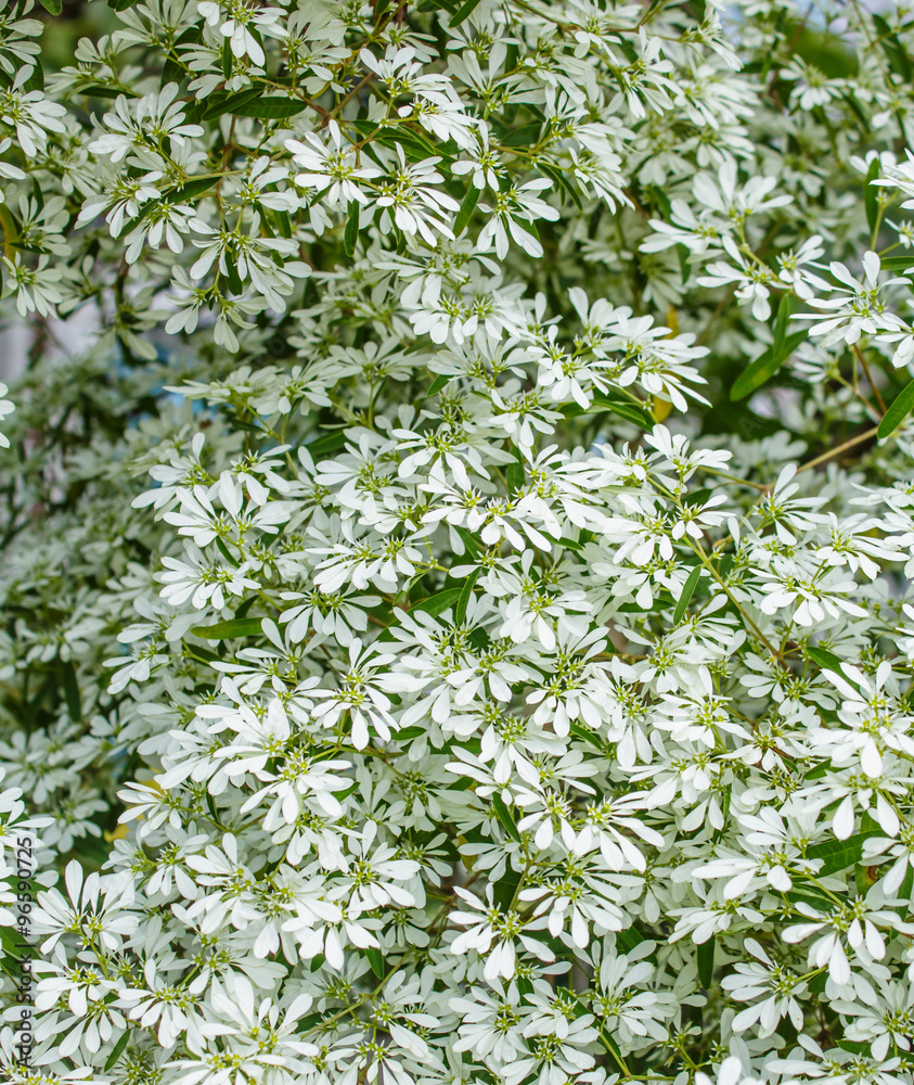 Pascuita，白色蕾丝Lotsyd euphorbia