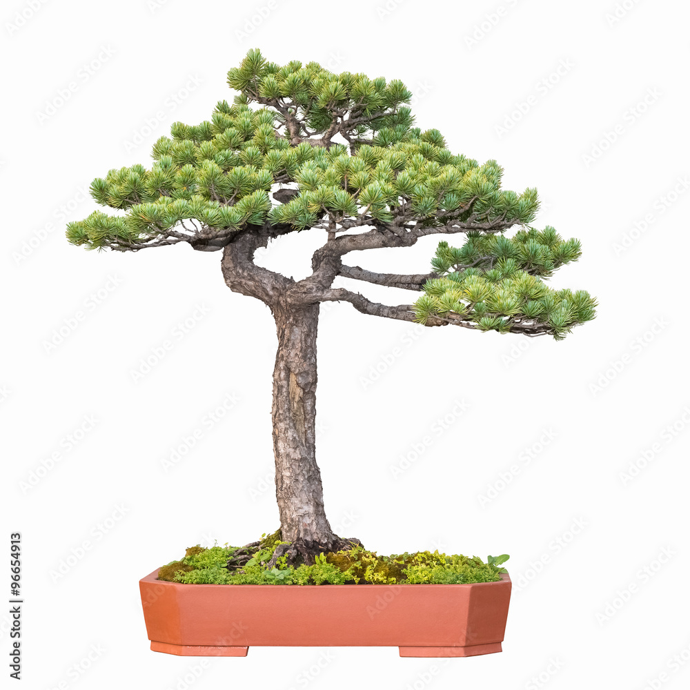 bonsai tree of pine