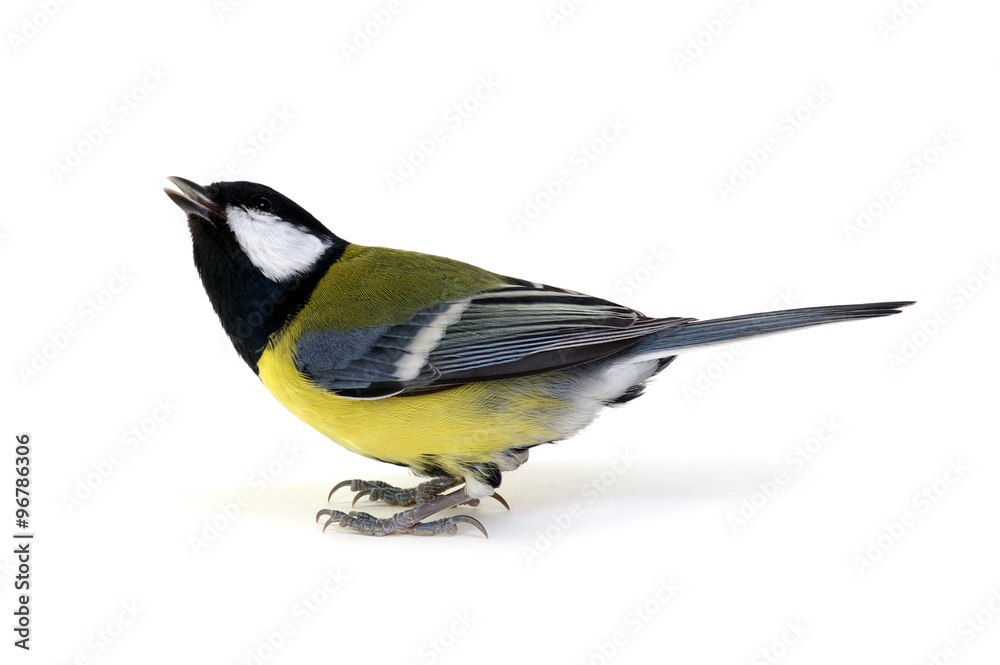 great tit