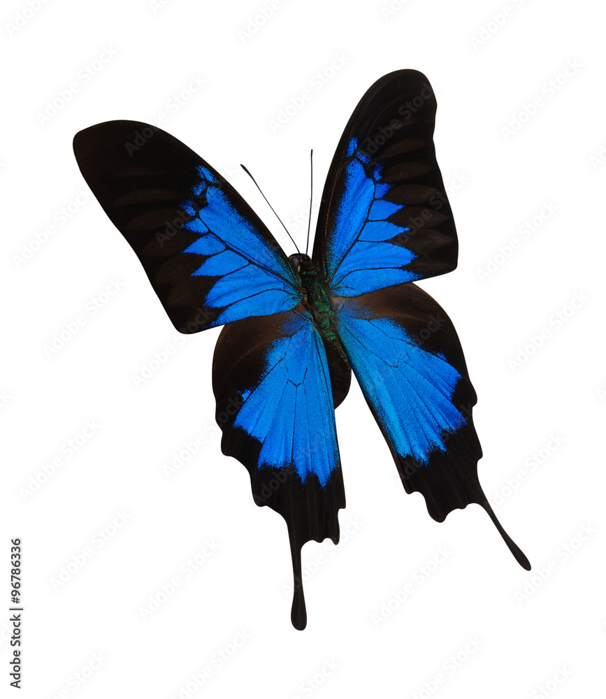 Blue butterfly